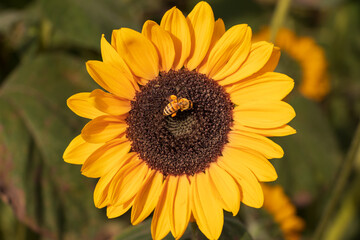 Single Yellow Bumblee Bee on a Yellow Sunflower