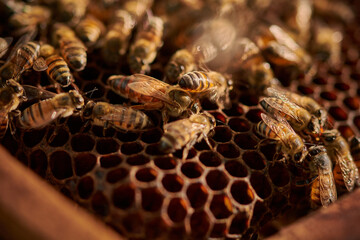 plano detalle de abejas en su colmena