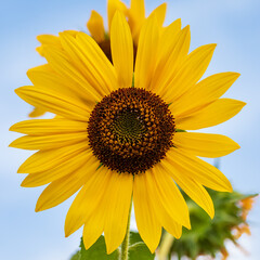 Single Yellow Sunflower with spiral pattern square