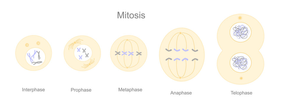 Interphase Of Mitosis Biology Diagrams