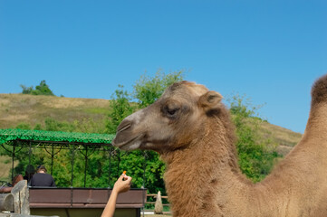 the child pulls his hand with a piece of carrot to give to the camel