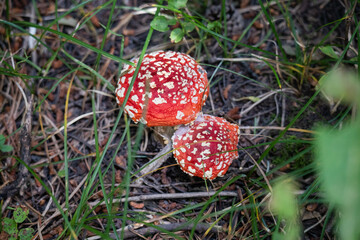 fly agaric mushroom