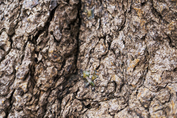 dry tree bark texture background