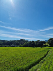 summer Green rice field landscape.