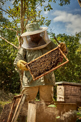 primer plano de un apicultor sosteneindo marco lleno de abejas 