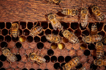 plano detalle de dos abejas dentro de su colmena con polen  - obrazy, fototapety, plakaty