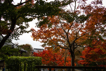 Fototapeta premium 교토의 가을