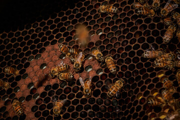 abeja africana(apis mielifera) en colmena