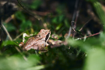Rana arvalis in a wild forest near Moscow. Front view.