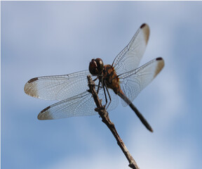 dragonfly on a branch