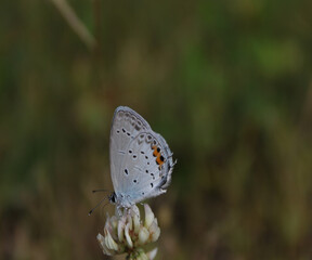 butterfly on a leaf