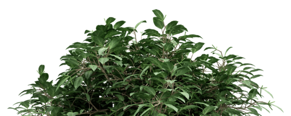 Grass tree on a transparent background
