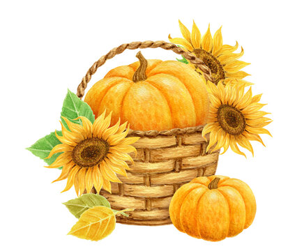 Pumpkin with sunflowers in basket and yellow leaves. Thanksgiving or Harvest Day card design. Watercolor drawing.