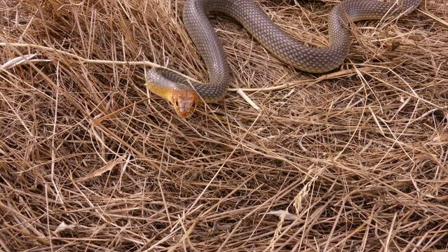 The Caspian whipsnake (Dolichophis caspius or Coluber caspius) is the largest and most aggressive snake in Europe. In case of danger, she does not run away, but attacks.