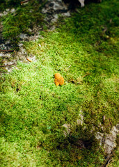 Mushroom on moss