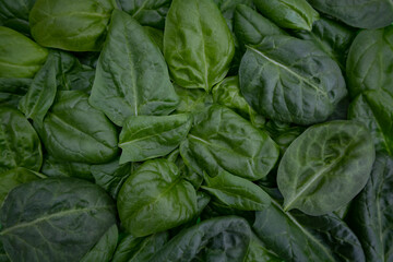 Fototapeta na wymiar Background of fresh green spinach leaves, close-up view from above