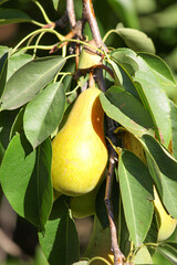 Obraz premium pear on tree
