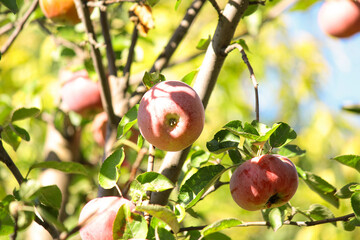 apples on tree. apple tree in the garden. apple orchard in Italy. ripe apples on a tree in the garden. juicy fruits. apple cultivation