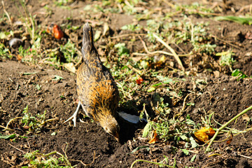 Hen in the grass