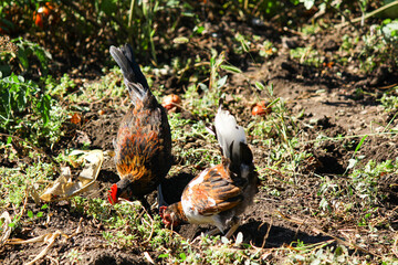 Chicken on the ground