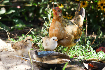 chicken in the nest