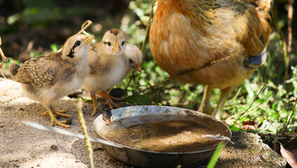 chicken with mum in the garden 