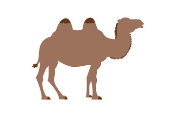 Wild desert camel Animal vector. cartoon side vector illustration graphic design.