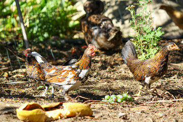 chickens in the farm
