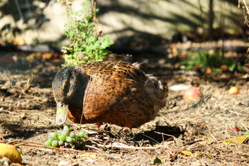 duck in the grass