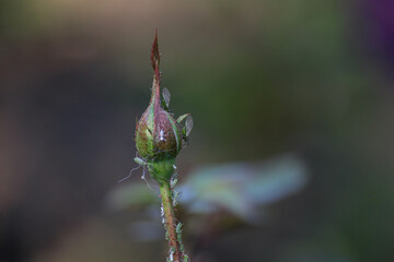 green aphids on a bud. aphid colony on rose buds. aphid destruction. garden pest.