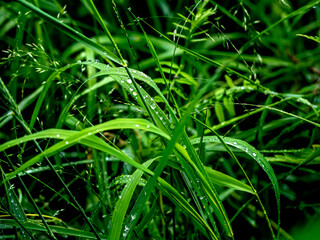 raindrops on green grass in the morning