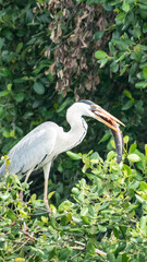great blue heron with food