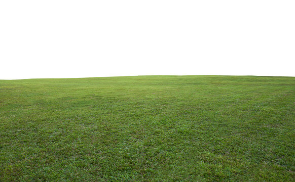 Green grass field background