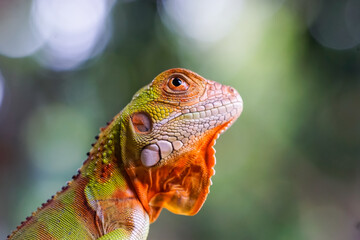 iguana on a branch