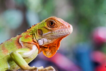 iguana on a branch