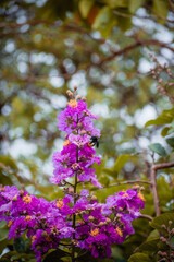 Obraz premium flowers in spring