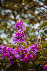 flowers in the garden