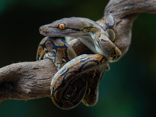 close up of a snake