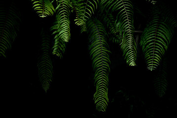 Fototapeta na wymiar Green hanging fern leaves on dark background 