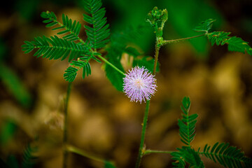 flower of a thistle