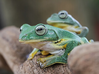 frog on a leaf