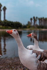 High quality photography. Portrait of two ducks with a lake in the background in the park. Wildlife photography of the park on a sunny day.