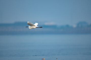 Heron in flight