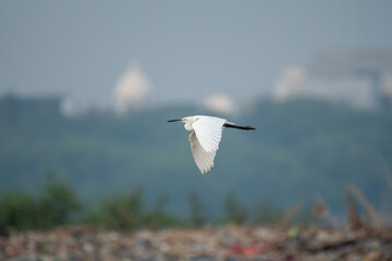 Heron in flight