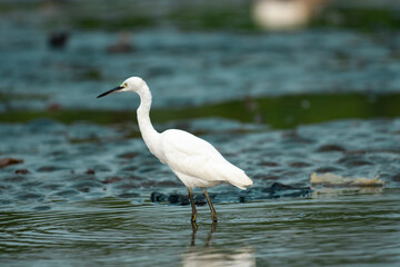 great white heron ardea cinerea