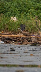 reeds in the water