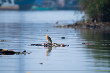 blue heron ardea cinerea