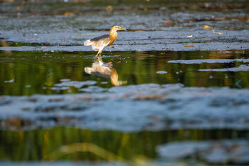 great blue heron ardea cinerea