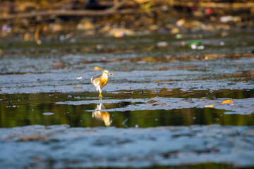blue heron ardea cinerea