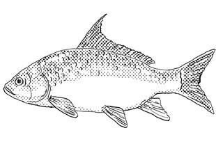 Cartoon style line drawing of a quillback Carpiodes cyprinus or quillback carpsucker a freshwater fish endemic to North America with halftone dots shading on isolated background in black and white.